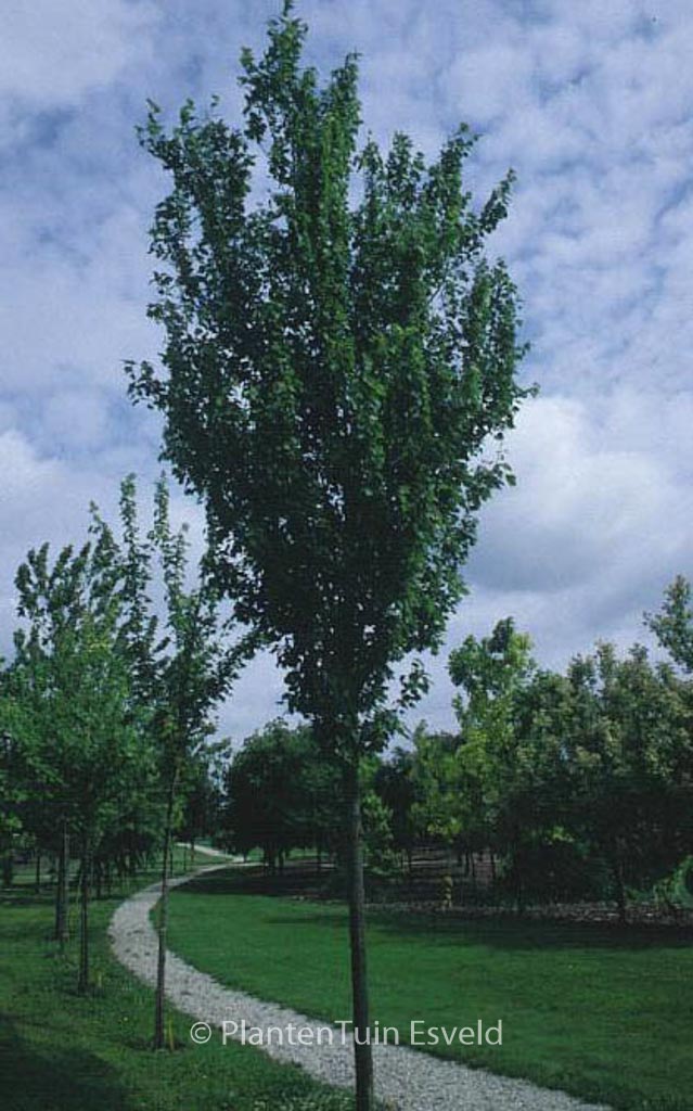 Acer freemanii 'Armstrong'