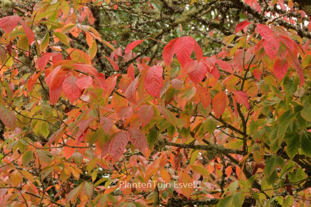 Acer henryi
