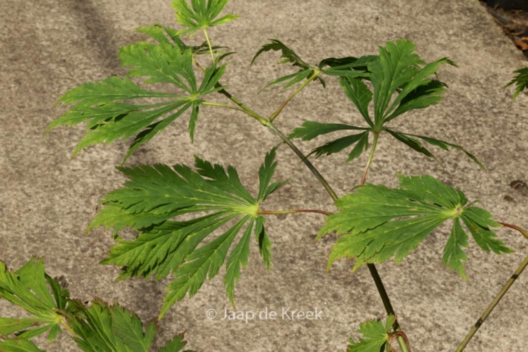 Acer 'Longwood'