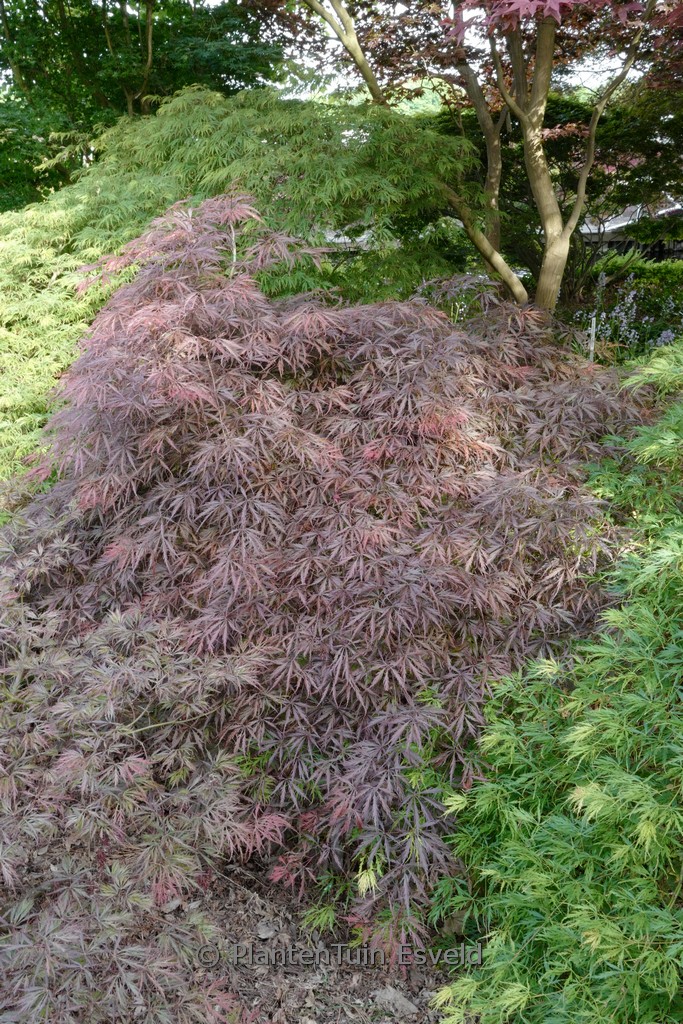 Acer palmatum 'Aka-shidare'