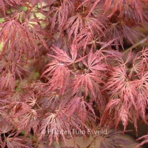 Acer palmatum 'Barrie Bergman'