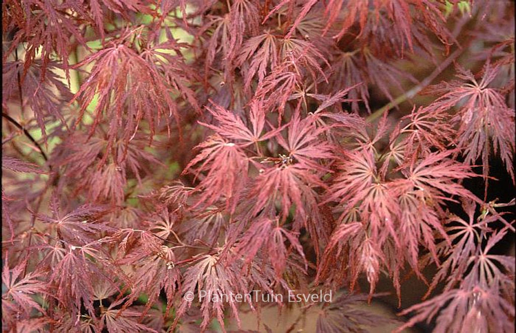 Acer palmatum 'Barrie Bergman'