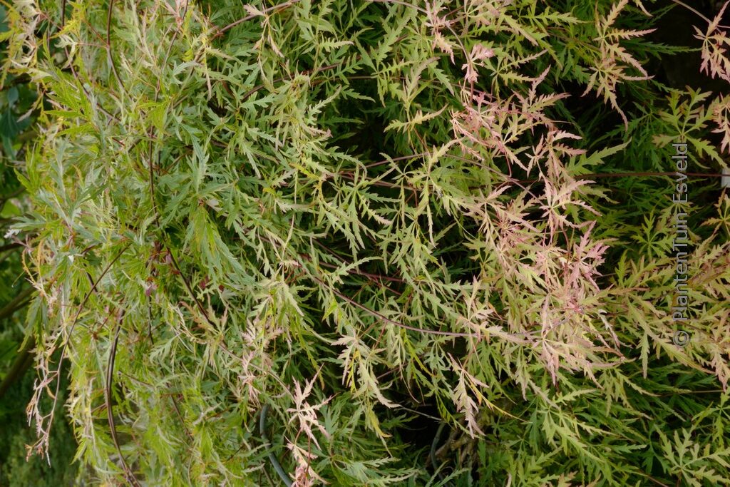 Acer palmatum 'Berrima Bridge' - Afbeelding 6