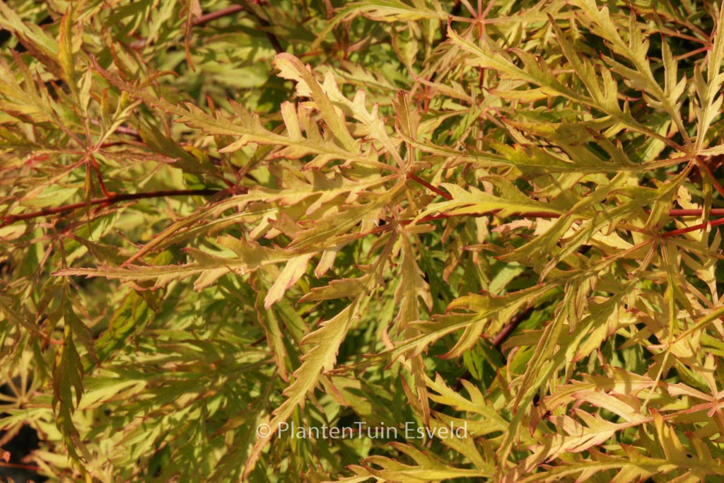 Acer palmatum 'Berrima Bridge'