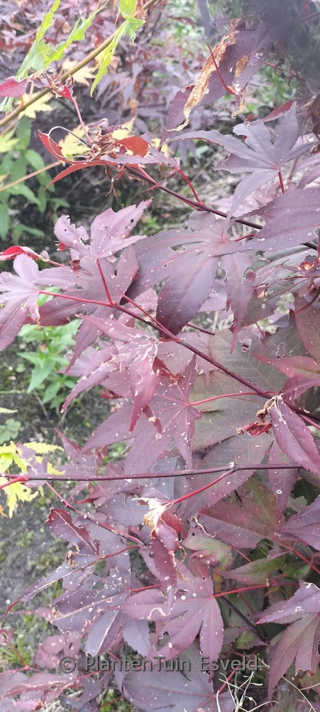 Acer palmatum 'Big Red'