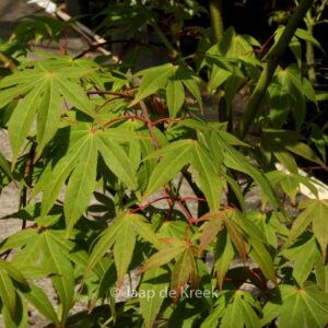 Acer palmatum 'Bump's Red Seed'