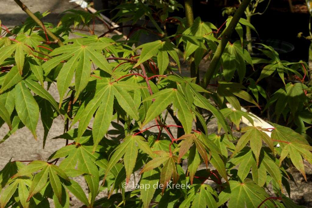 Acer palmatum 'Bump's Red Seed'
