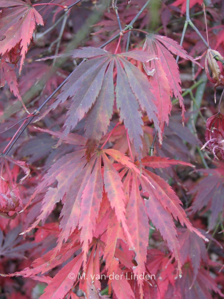 Acer palmatum 'Burgundy Lace'