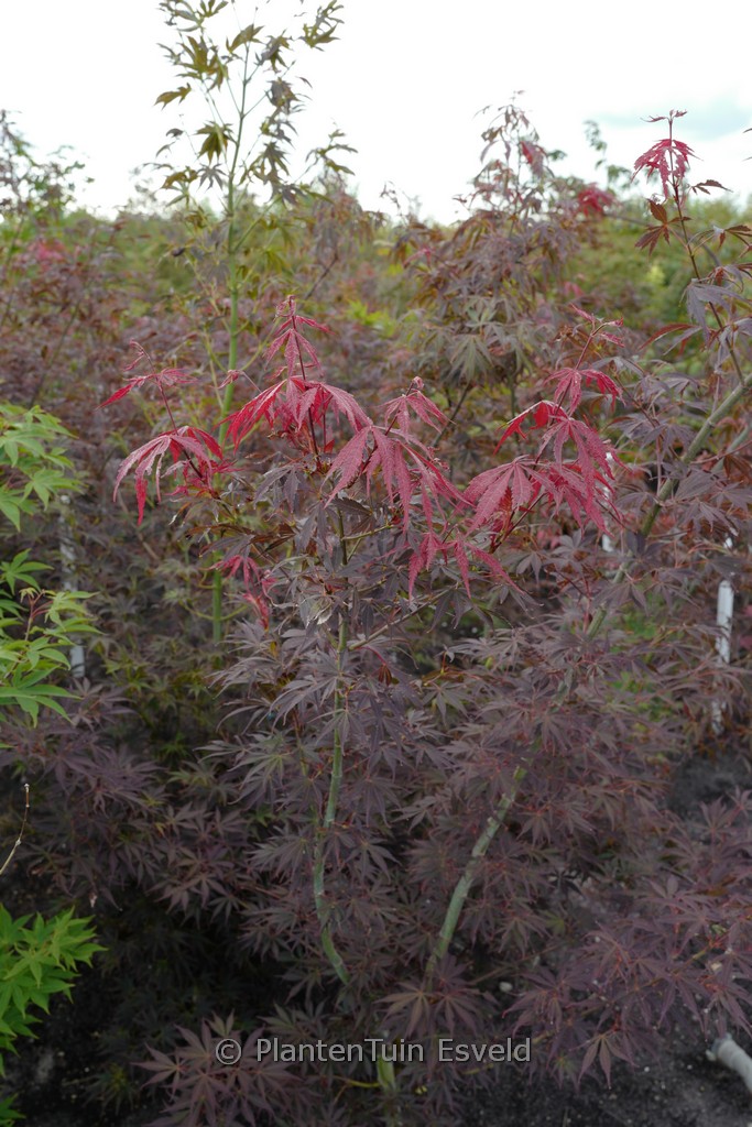 Acer palmatum 'Cristie Ann'