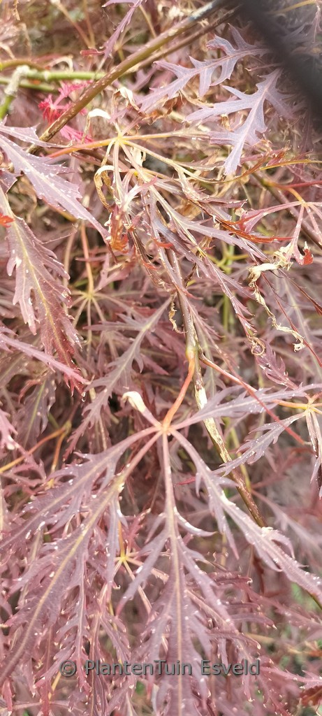 Acer palmatum 'Edgewood Golden'