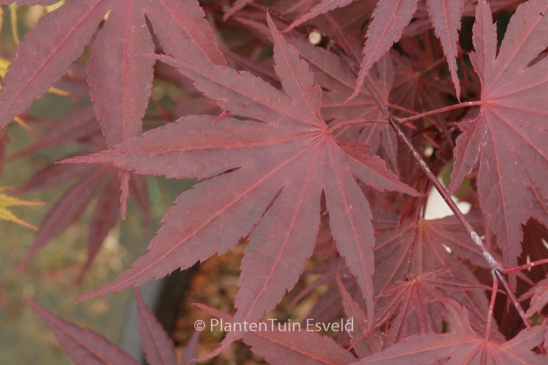 Acer palmatum 'E.P.'