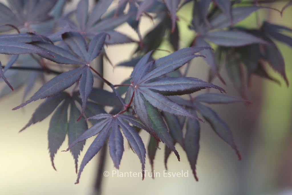 Acer palmatum 'Ezell's Red'