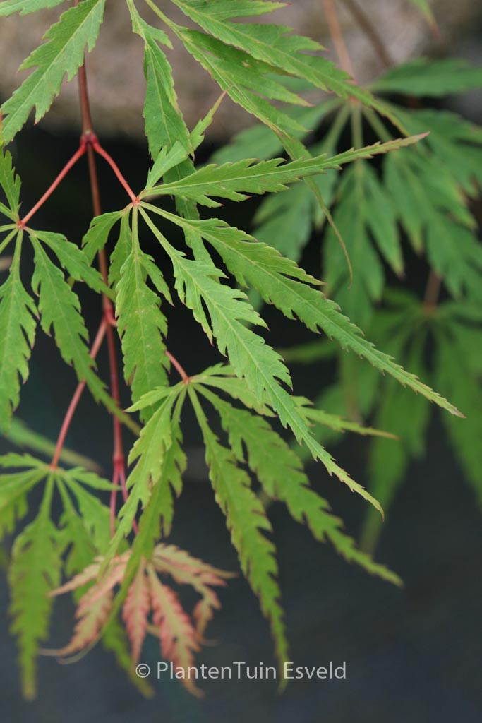 Acer palmatum 'Faun'