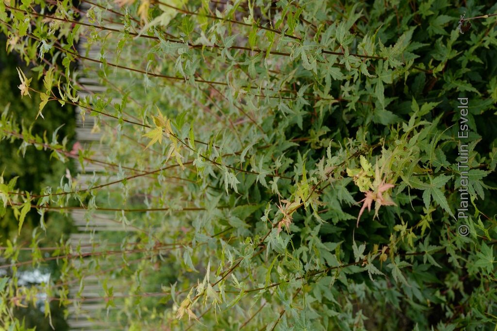 Acer palmatum 'Gekkoh-nishiki'