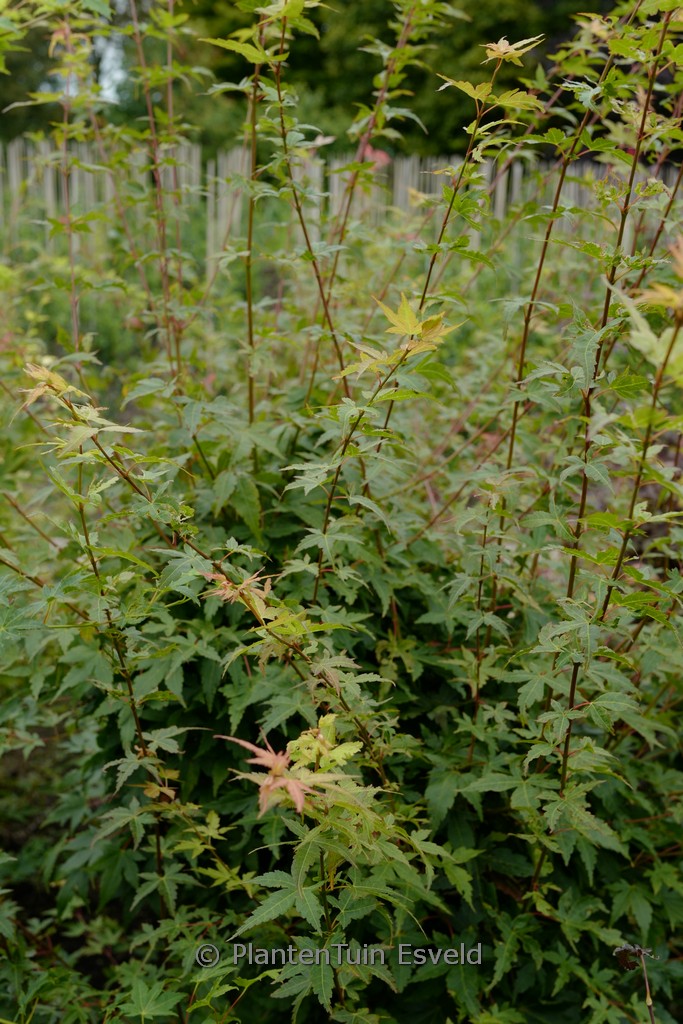 Acer palmatum 'Gekkoh-nishiki'