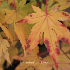 Acer palmatum 'Hakodate-yama'