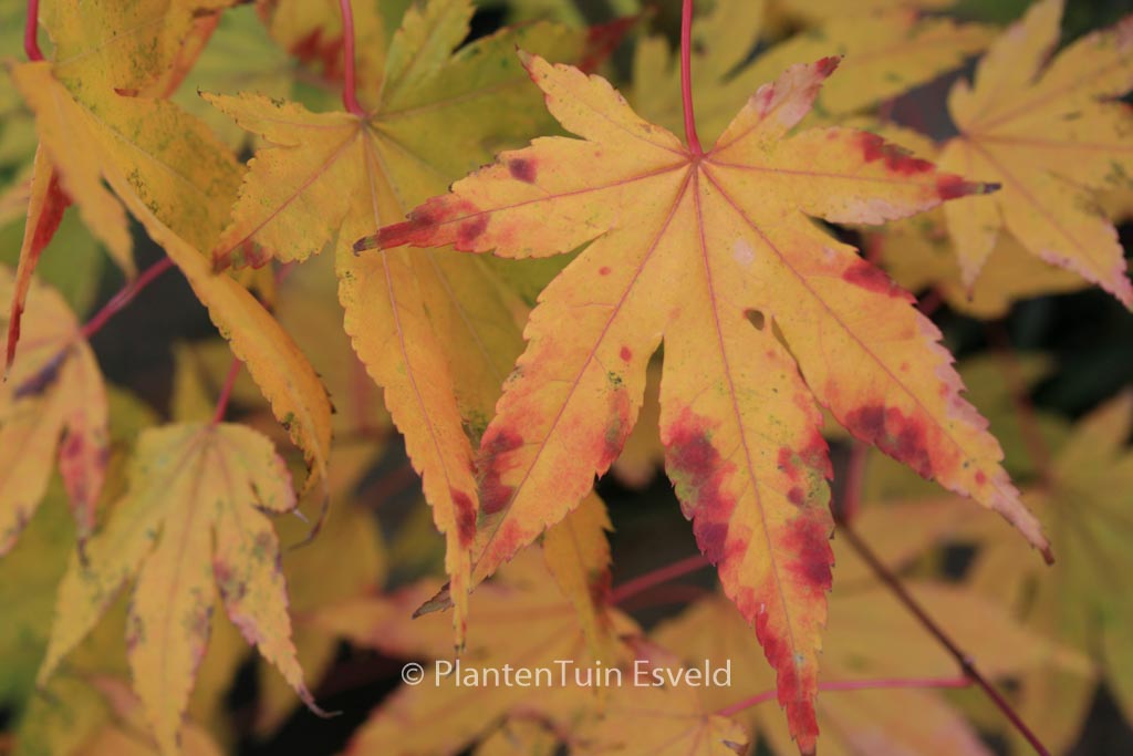 Acer palmatum 'Hakodate-yama'