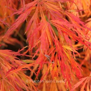 Acer palmatum 'Hanzell'