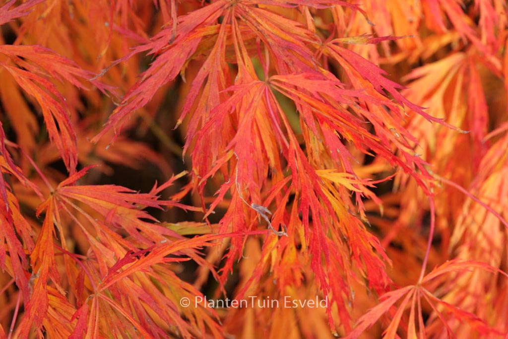 Acer palmatum 'Hanzell'