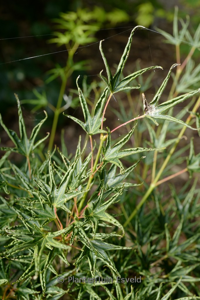 Acer palmatum 'Hippy-fin-mo'