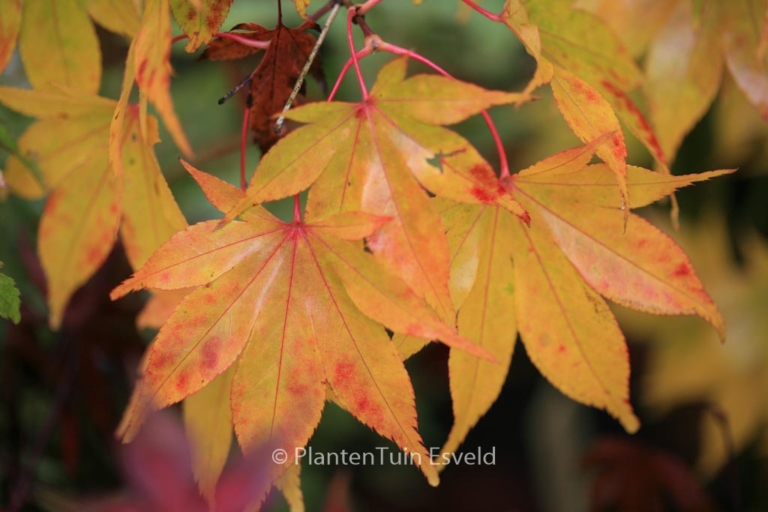 Acer palmatum 'Hondo-Ji'