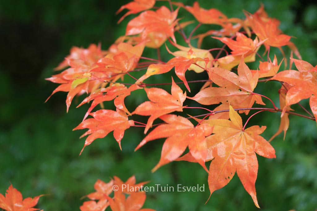 Acer palmatum 'Ichigyo-Ji'
