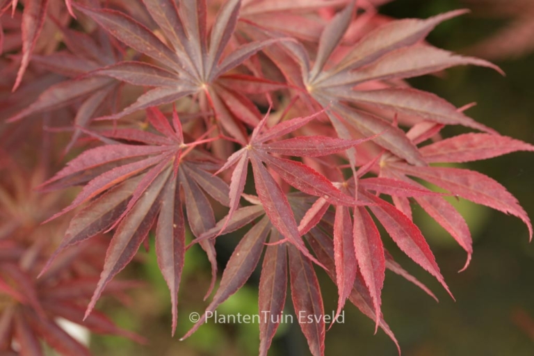 Acer palmatum 'Ikoma'