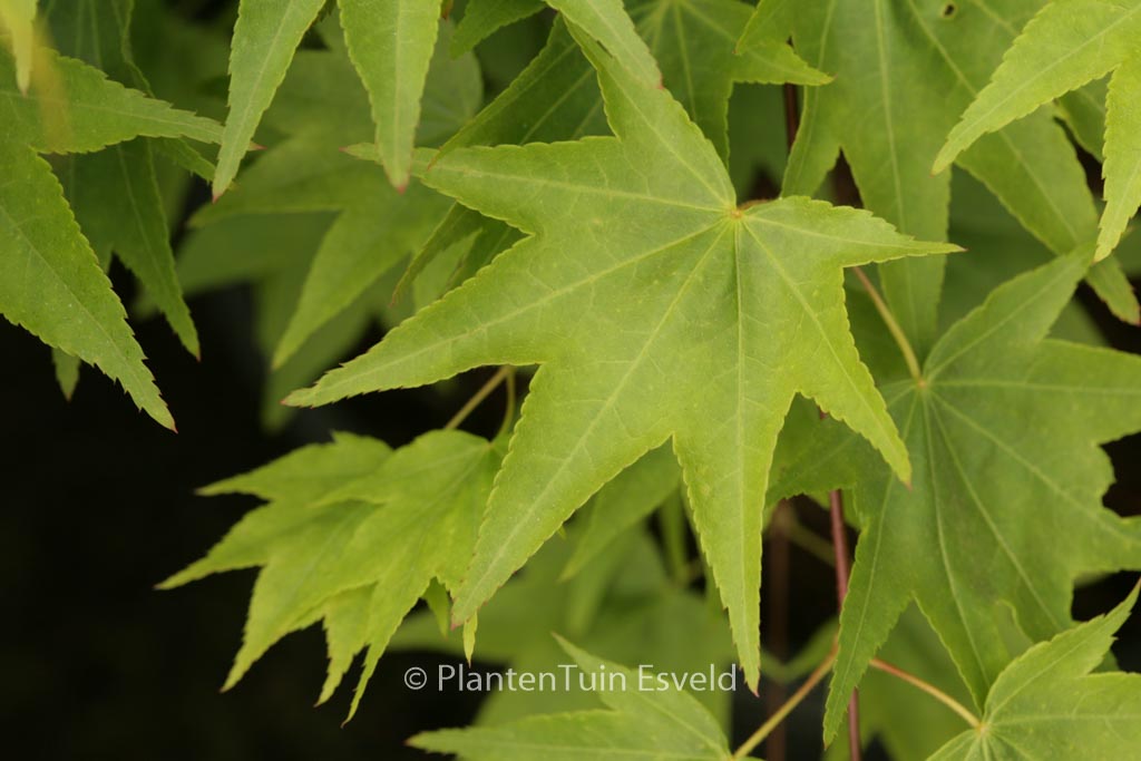Acer palmatum 'Jade Gate'