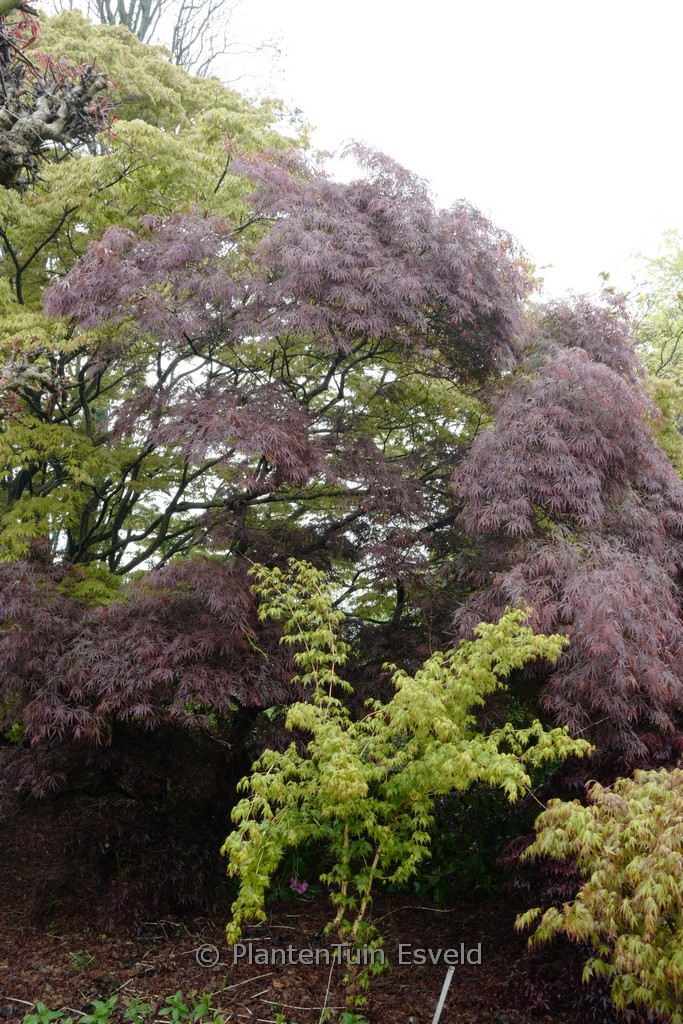 Acer palmatum 'Julian'