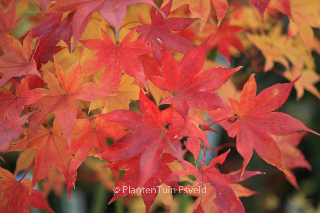 Acer palmatum 'Kogane-saka-e'
