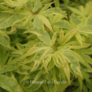 Acer palmatum 'Kokubunji-nishiki'