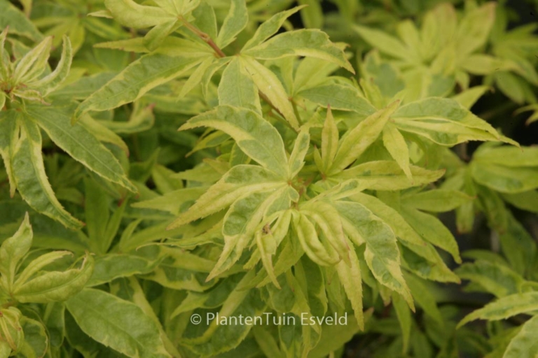 Acer palmatum 'Kokubunji-nishiki'