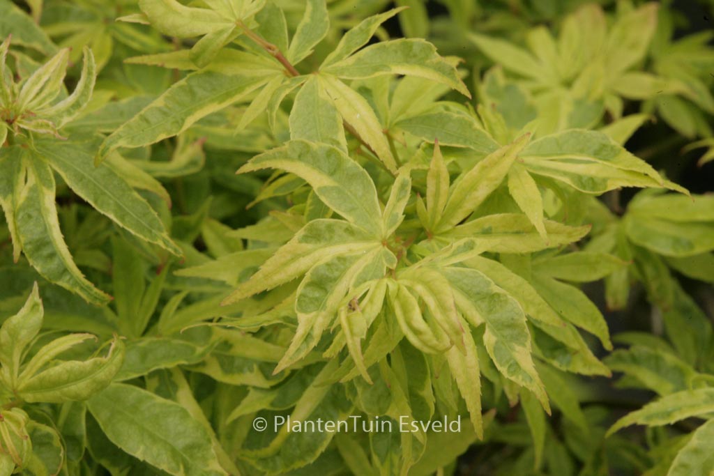 Acer palmatum 'Kokubunji-nishiki'