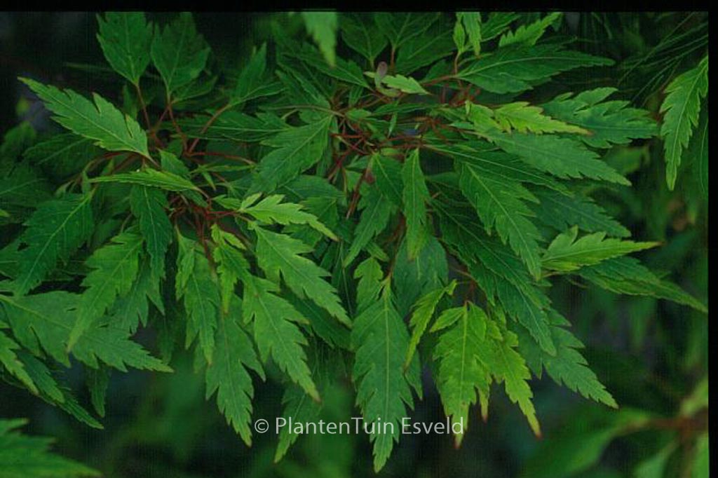 Acer palmatum 'Koshi-mino'