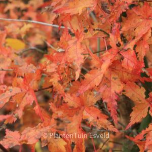 Acer palmatum 'Kyra'