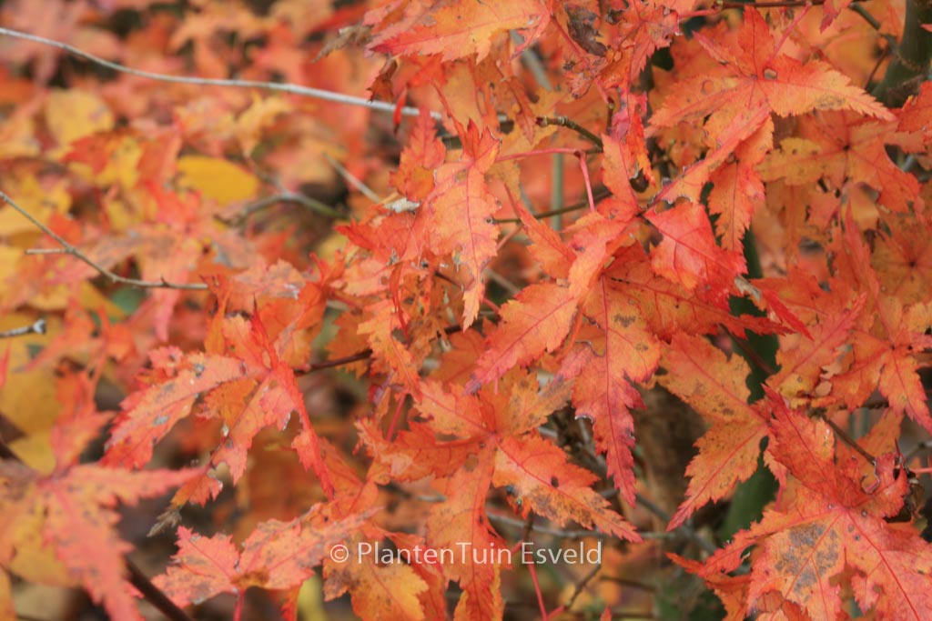 Acer palmatum 'Kyra'