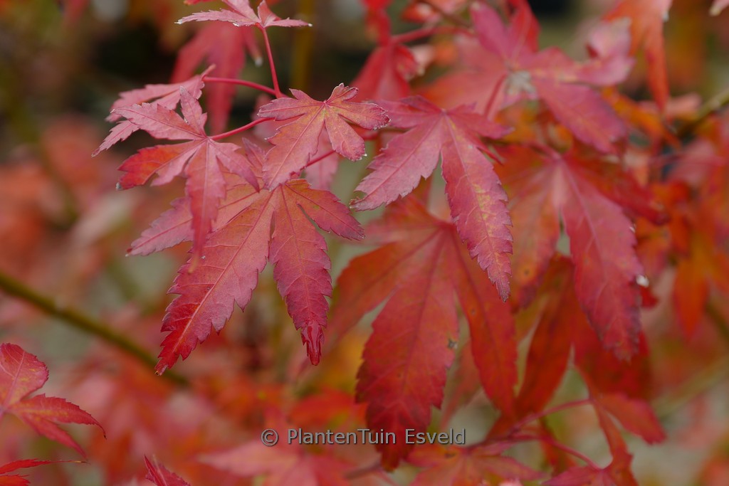 Acer palmatum 'Lady's Choice'