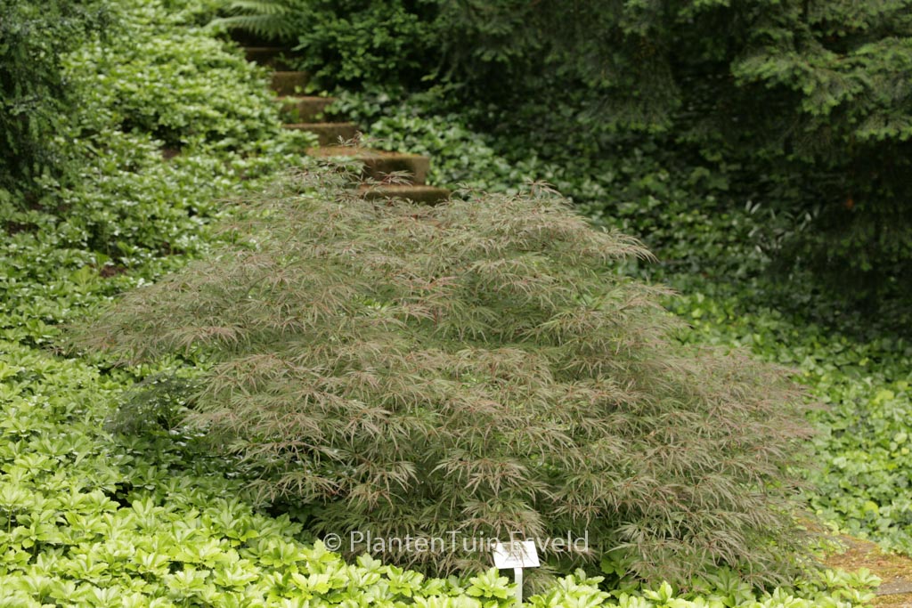 Acer palmatum 'Lionheart'