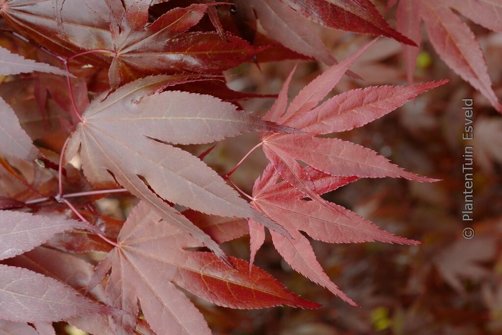 Acer palmatum 'Marjan' - Afbeelding 2