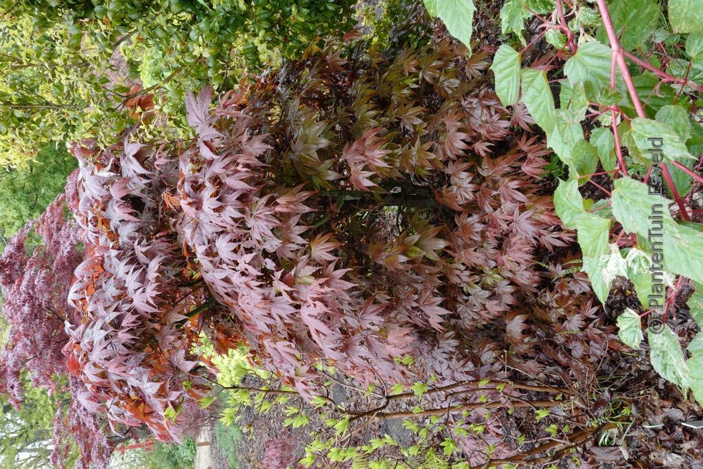 Acer palmatum 'Marjan' - Afbeelding 3
