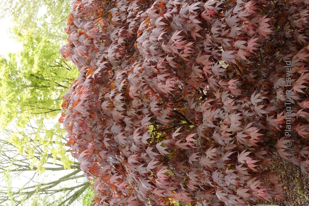 Acer palmatum 'Marjan' - Afbeelding 4