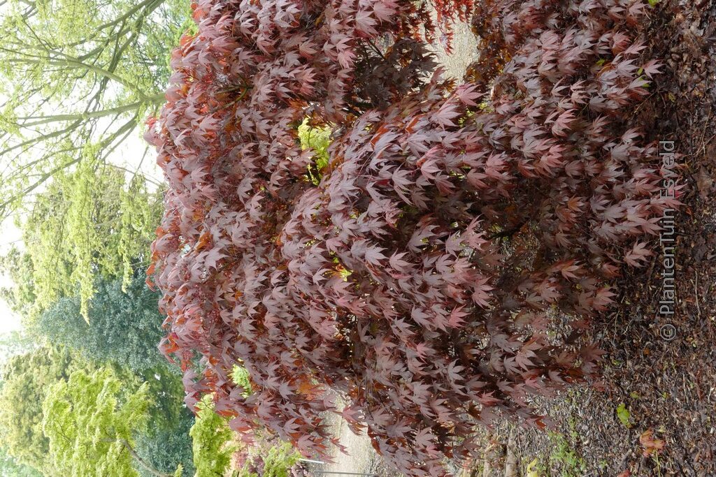 Acer palmatum 'Marjan' - Afbeelding 8