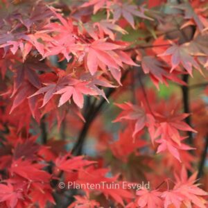 Acer palmatum 'Masu-murasaki'