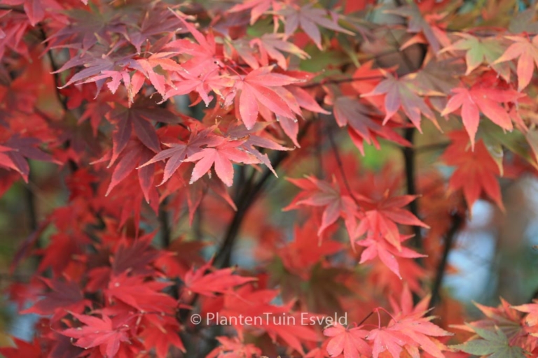 Acer palmatum 'Masu-murasaki'