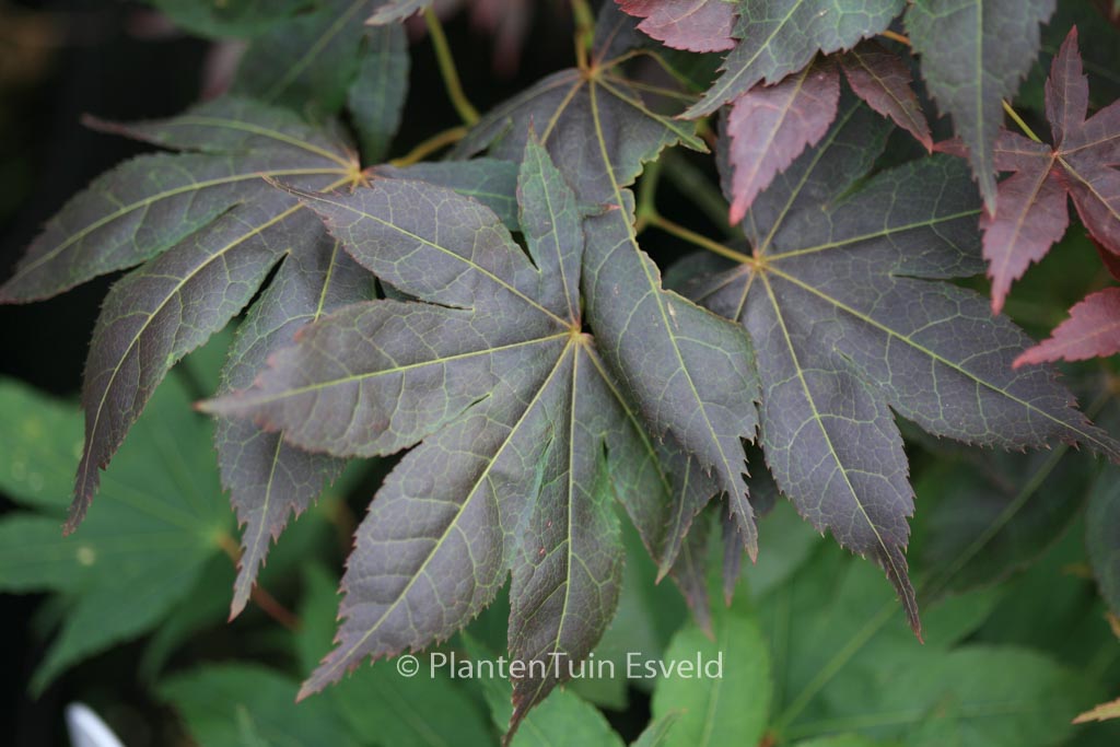 Acer palmatum 'Nomura-kohyoh'