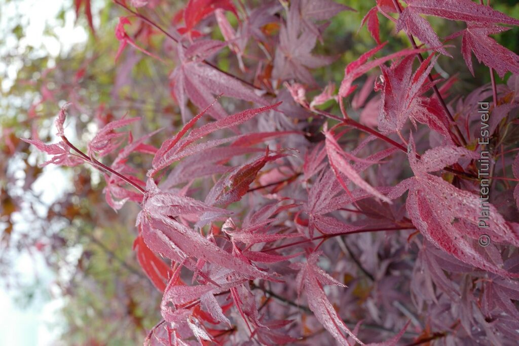 Acer palmatum 'Novum' - Afbeelding 6