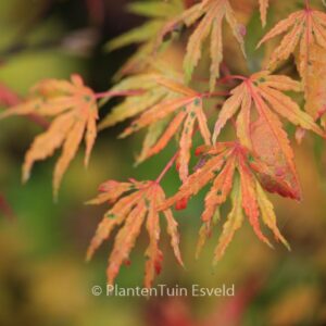 Acer palmatum 'Ogi-nagashi'