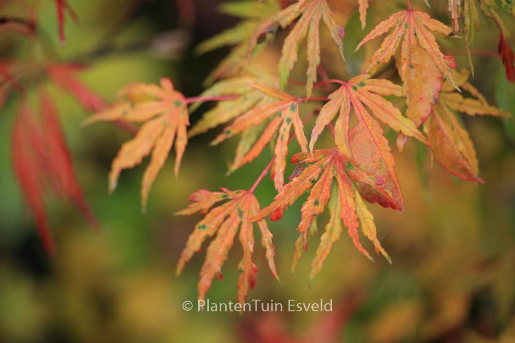 Acer palmatum 'Ogi-nagashi'