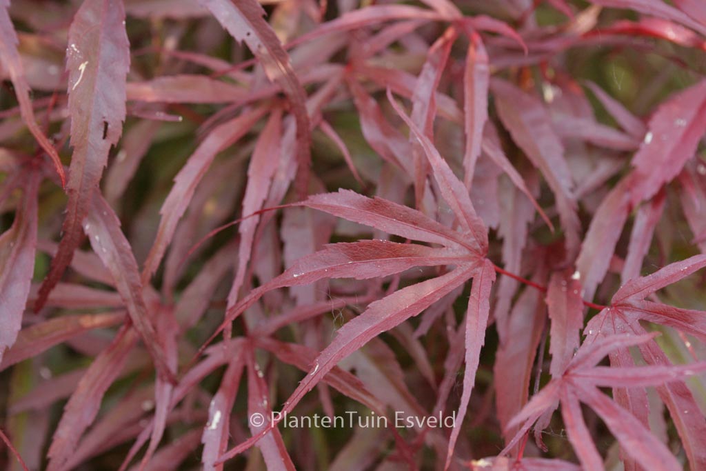 Acer palmatum 'Peve Dave'