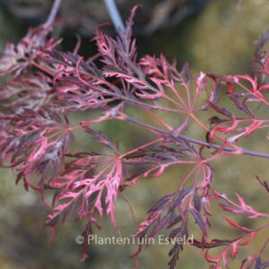 Acer palmatum 'Pink Ballerina'